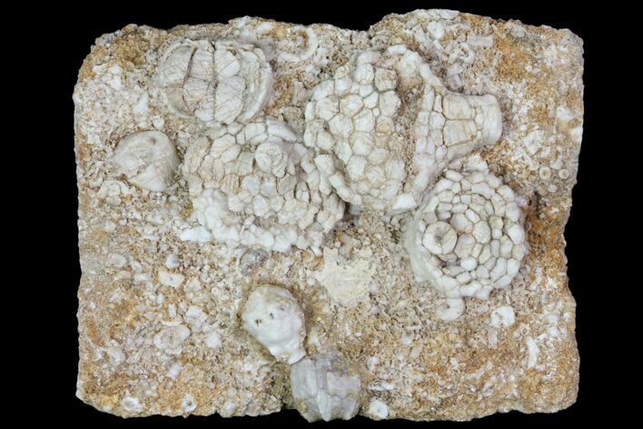 Mississipian Fossil Crinoids & Blastoids - Missouri #80801